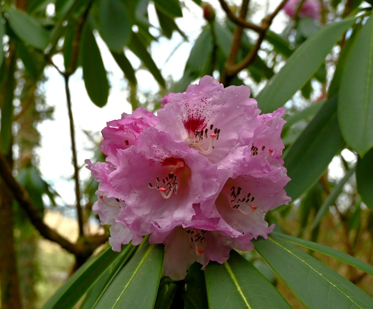 R. sutchuenense hybrid